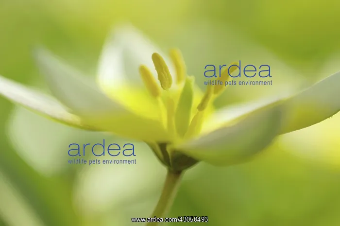 : Tulip, Tulipa Tarda : Tulip, Tulipa Tarda