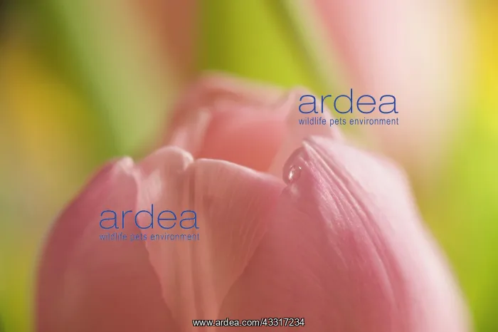 : Tulip, Tulipa, Tip of a pink flwer with a droplet : Tulip, Tulipa, Tip of a pink flwer with a droplet