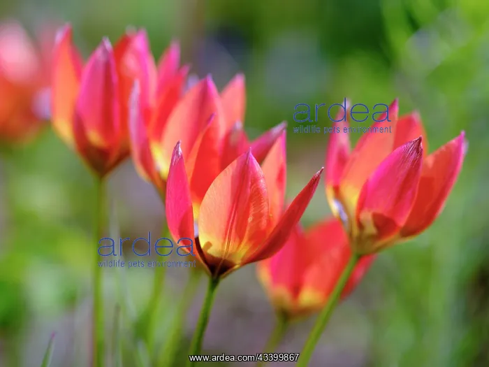 : Tulip (Tulipa) variety Little Princess. Germany : Tulip (Tulipa) variety Little Princess. Germany