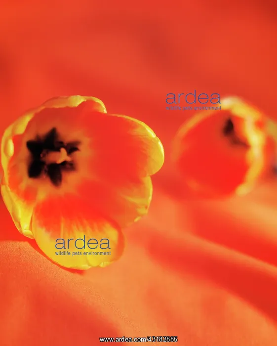  : Tulip, Tulipa, Side view of two flowerheads laid
