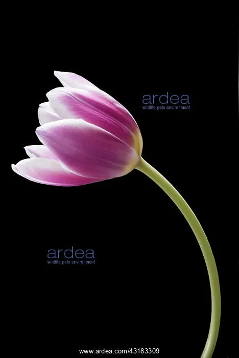 : Tulip, Tulipa, Side view of single pink and white : Tulip, Tulipa, Side view of single pink and white