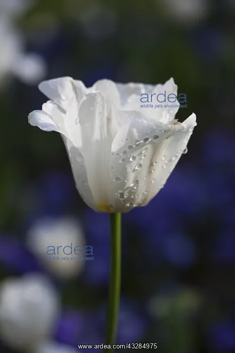 : Tulip, Tulipa, Side view of white coloured flower : Tulip, Tulipa, Side view of white coloured flower