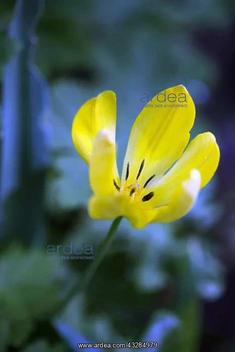 : Tulip, Tulipa, Side view of yellow coloured flower : Tulip, Tulipa, Side view of yellow coloured flower