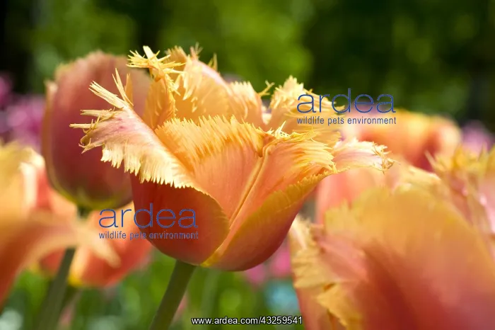 : Tulip Valbella in bloom in a garden : Tulip Valbella in bloom in a garden