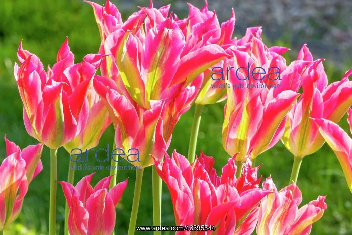 : Tulip viridiflora Groenland : Tulip viridiflora Groenland