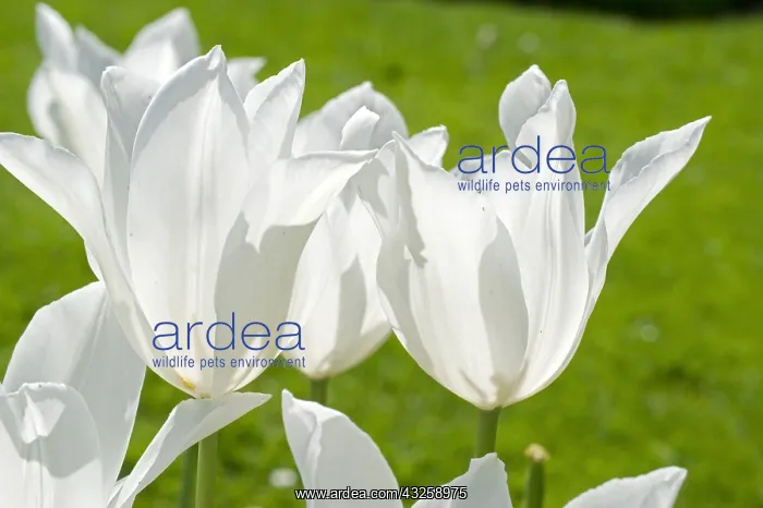 : Tulip White Triumphator in bloom in a garden : Tulip White Triumphator in bloom in a garden