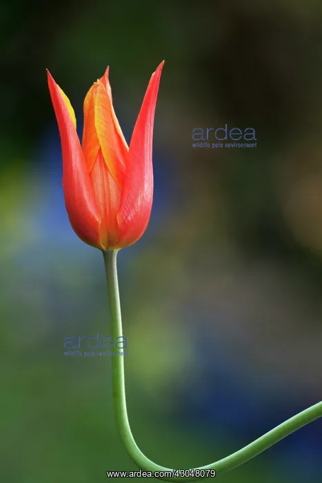 : Tulipa Ballerina. Single flower on upwardly curved stem : Tulipa Ballerina. Single flower on upwardly curved stem
