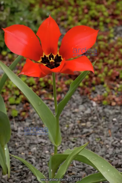 : Tulipa eichleri - rare tulip from Georgia and adjacent : Tulipa eichleri - rare tulip from Georgia and adjacent