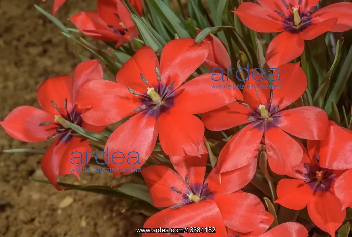 : Tulipa linifolia Scarlet, in cultivation : Tulipa linifolia Scarlet, in cultivation