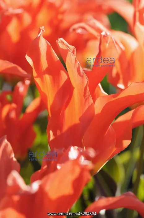 : Tulipa Rigas Barikades, Tulipa Rigas Barikades : Tulipa Rigas Barikades, Tulipa Rigas Barikades