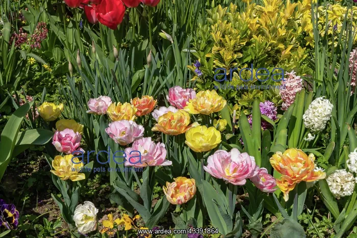 : TULIPS. France, Bretagne, Ille et Vilaine (35) : TULIPS. France, Bretagne, Ille et Vilaine (35)