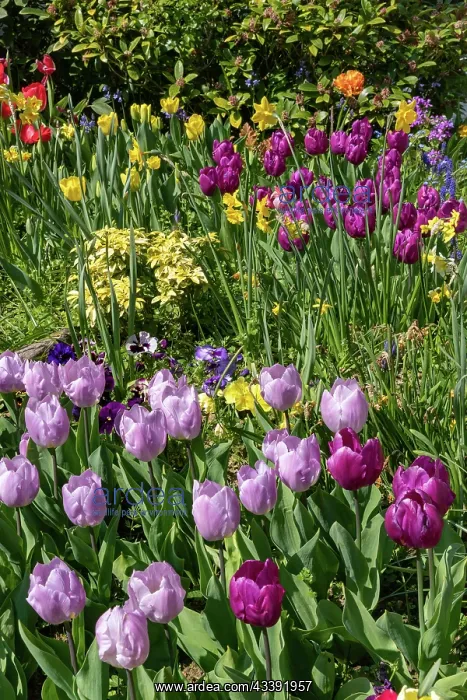 : TULIPS. France, Bretagne, Ille et Vilaine (35) : TULIPS. France, Bretagne, Ille et Vilaine (35)