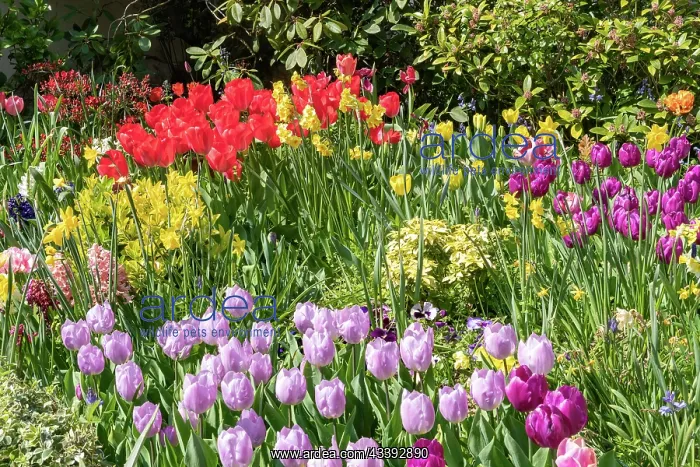 : TULIPS. France, Bretagne, Ille et Vilaine (35) : TULIPS. France, Bretagne, Ille et Vilaine (35)