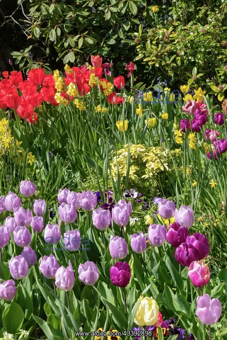 : TULIPS. France, Bretagne, Ille et Vilaine (35) : TULIPS. France, Bretagne, Ille et Vilaine (35)