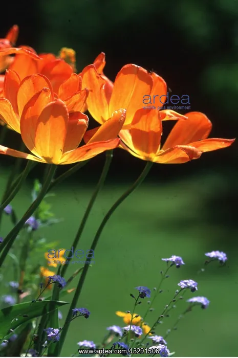 : TULIPS - backlit and fully open, colour Harmony : TULIPS - backlit and fully open, colour Harmony