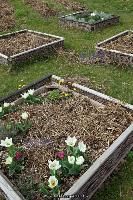 : Tulips in bloom with horse manuring in a garden : Tulips in bloom with horse manuring in a garden