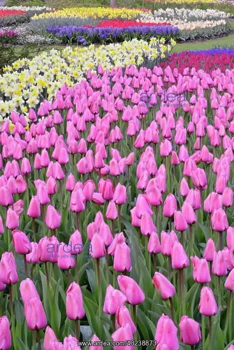 : Tulips and daffodils, Keukenhof Gardens : Tulips and daffodils, Keukenhof Gardens