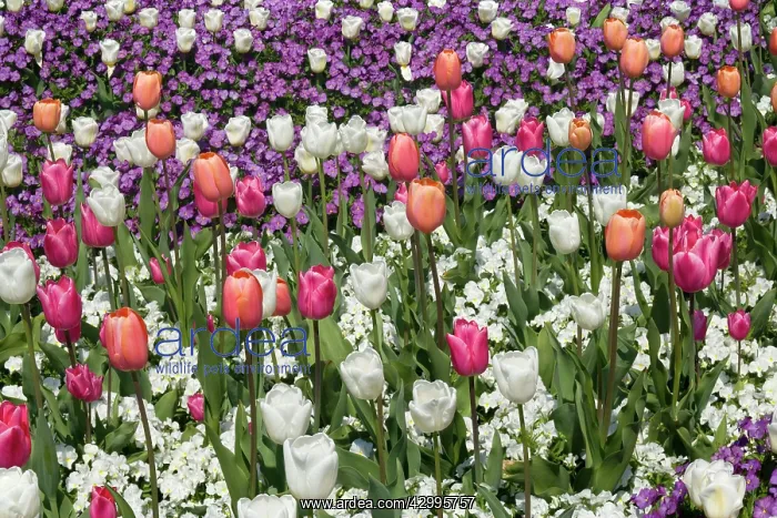 : Tulips - a field of pink and white Tulips mixed : Tulips - a field of pink and white Tulips mixed