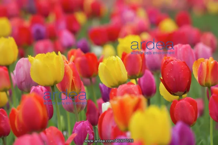 : Tulips - flowering field - Germany : Tulips - flowering field - Germany