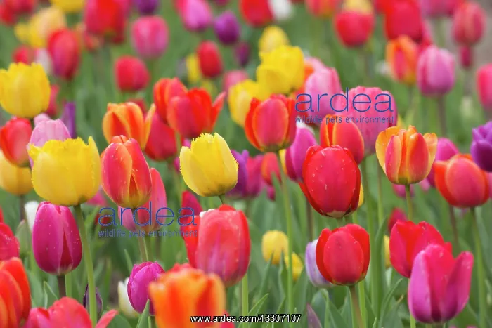: Tulips - flowering field - Germany : Tulips - flowering field - Germany