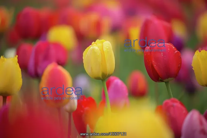 : Tulips - flowering field - Germany : Tulips - flowering field - Germany