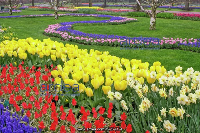 : Tulips, Grape Hyacinth, and Daffodils, Keukenhof : Tulips, Grape Hyacinth, and Daffodils, Keukenhof