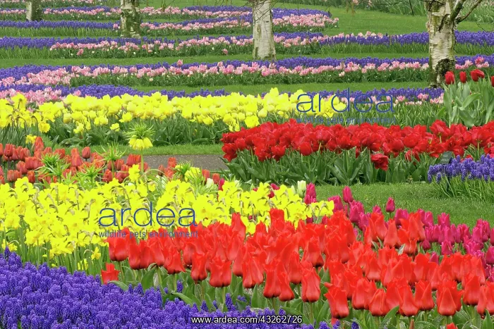 : Tulips, Grape Hyacinth, and Daffodils, Keukenhof : Tulips, Grape Hyacinth, and Daffodils, Keukenhof