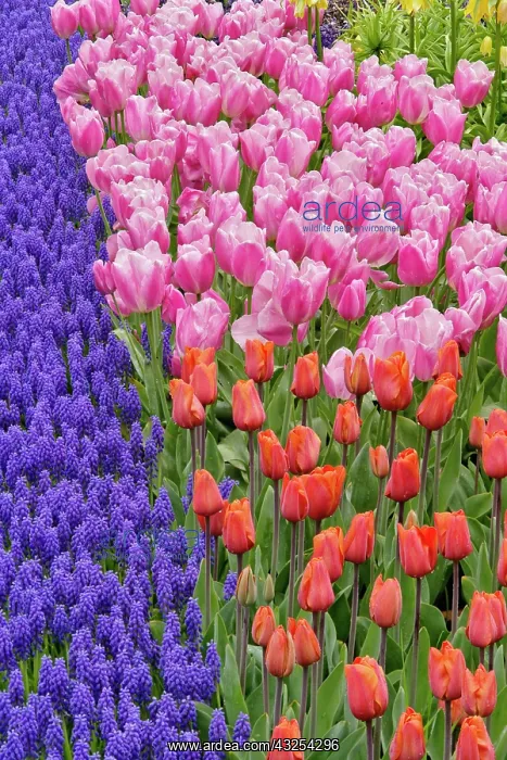 : Tulips and Grape Hyacinth flowers, Keukenhof : Tulips and Grape Hyacinth flowers, Keukenhof