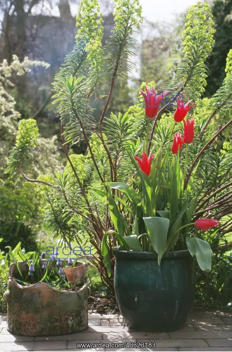 : TULIPS & GRAPE HYACINTH - in pots : TULIPS & GRAPE HYACINTH - in pots