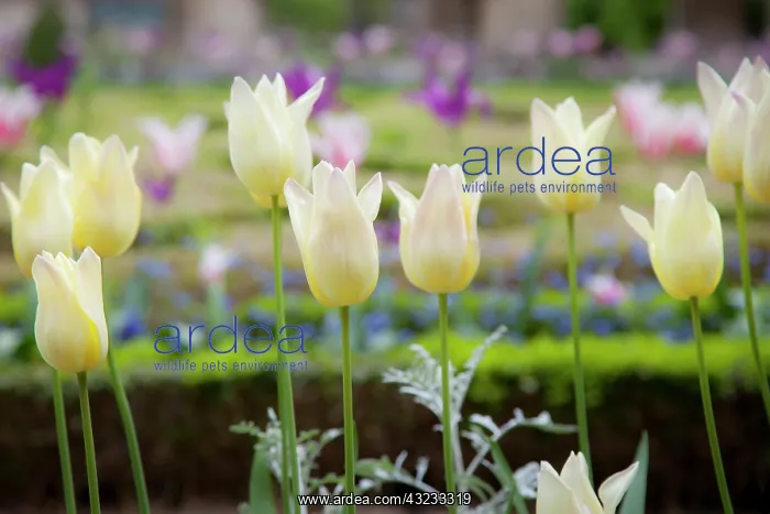 : Tulips growing in the garden of Hotel Carnavalet : Tulips growing in the garden of Hotel Carnavalet