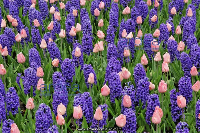 : Tulips and hyacinth flowers, Keukenhof Gardens : Tulips and hyacinth flowers, Keukenhof Gardens
