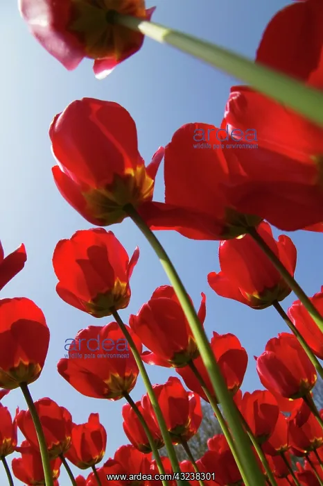 : Tulips in Keukenhof Gardens, Amsterdam : Tulips in Keukenhof Gardens, Amsterdam
