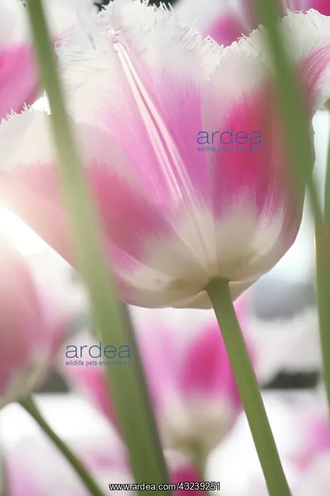 : Tulips, Keukenhoff Gardens, Netherlands : Tulips, Keukenhoff Gardens, Netherlands