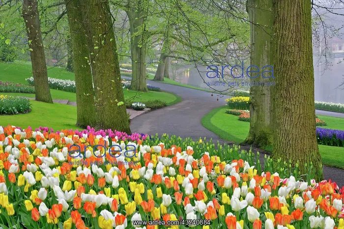: Tulips and roadway, Keukenhof Gardens, Lisse : Tulips and roadway, Keukenhof Gardens, Lisse