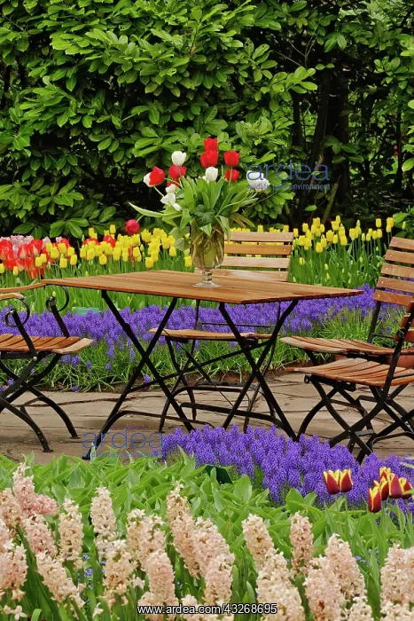 : Tulips of table in garden, Keukenhof Gardens : Tulips of table in garden, Keukenhof Gardens