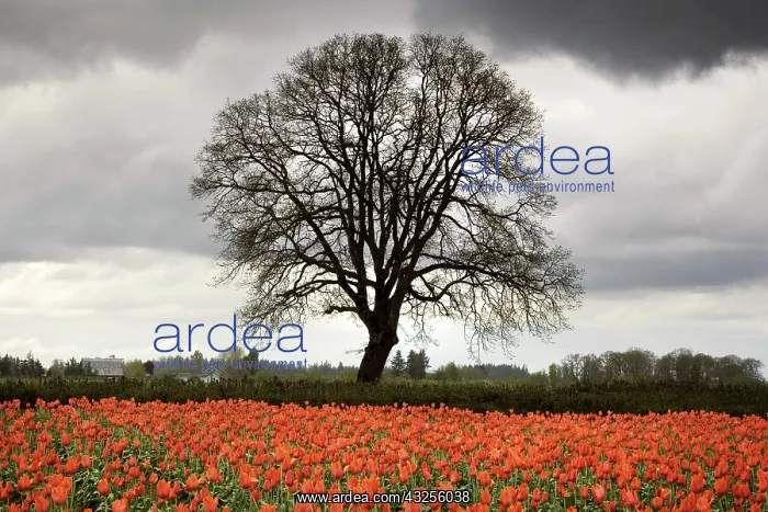 : Tulips and Tree, OR : Tulips and Tree, OR