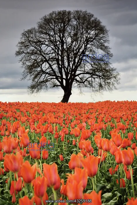 : Tulips and Tree, OR : Tulips and Tree, OR