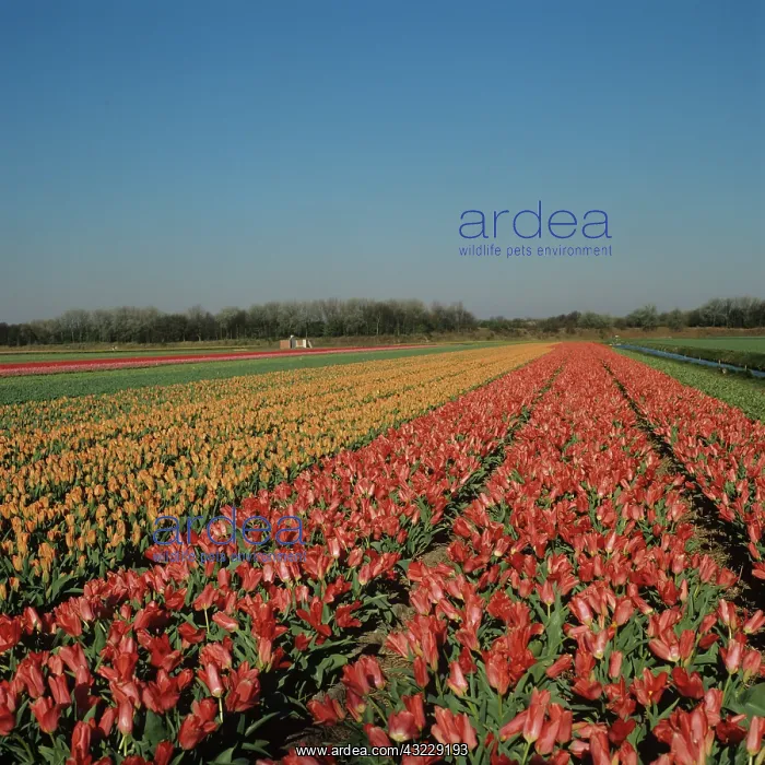 : Tulips (Tulipa sp.) : Tulips (Tulipa sp.)