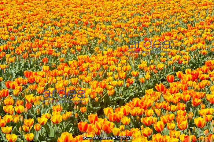 : Tulips (Tulipa sp) in field, Noord Holland, The : Tulips (Tulipa sp) in field, Noord Holland, The