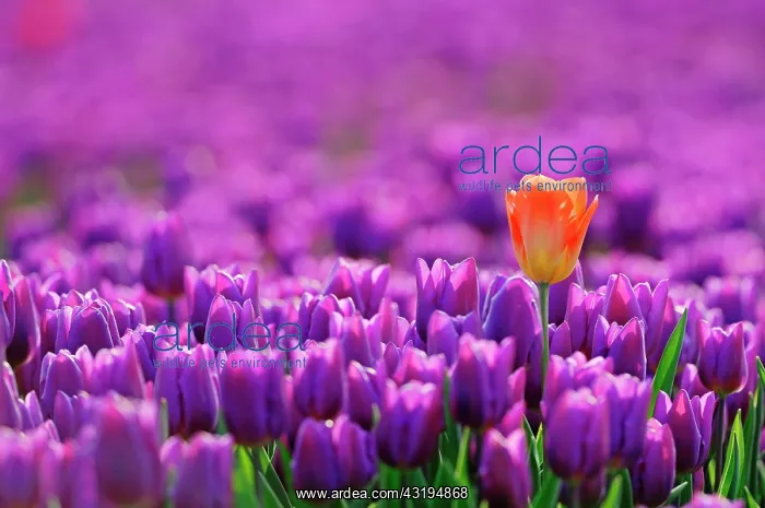 : Tulips (Tulipa sp.), Lisse, South Holland, Holland : Tulips (Tulipa sp.), Lisse, South Holland, Holland