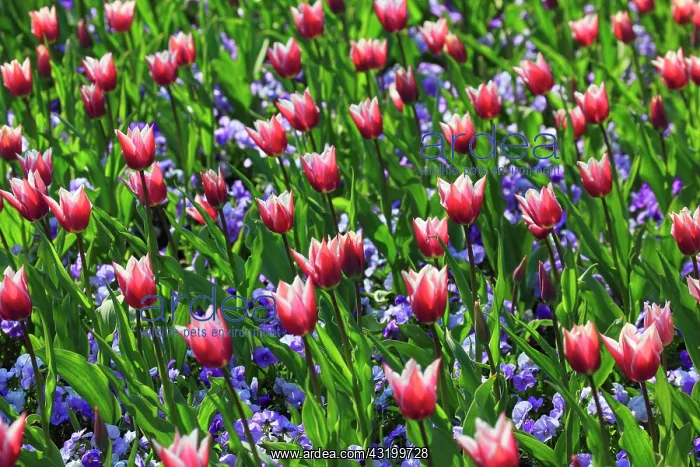 : Tulips and violets, Mainau Island, Constance, Germany : Tulips and violets, Mainau Island, Constance, Germany