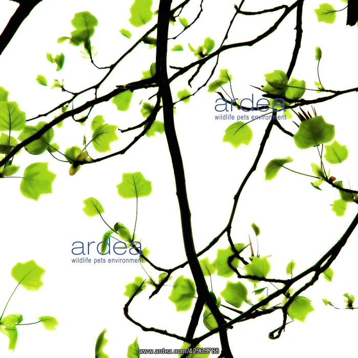 : Tuliptree, Liriodendron tulipifera : Tuliptree, Liriodendron tulipifera