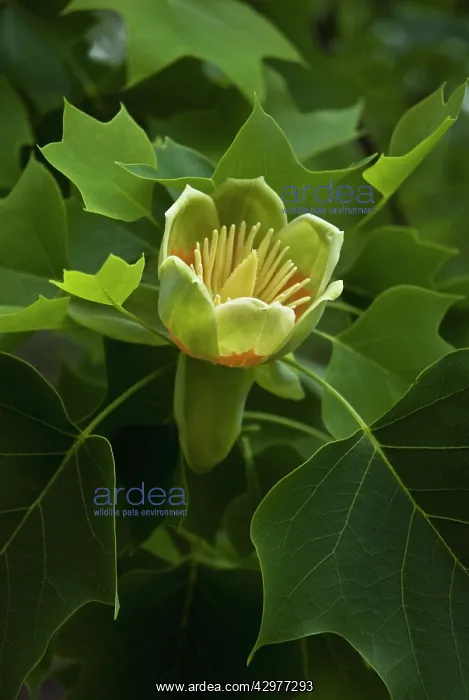 : Tuliptree, Liriodendron tulipifera : Tuliptree, Liriodendron tulipifera