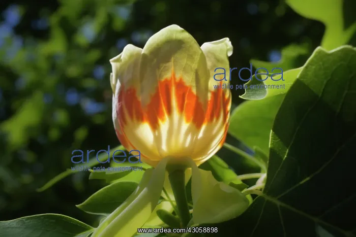 : Tuliptree, Liriodendron tulipifera : Tuliptree, Liriodendron tulipifera