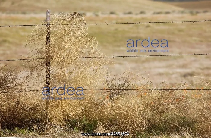: Tumbleweed - caught on barbed-wire fence : Tumbleweed - caught on barbed-wire fence