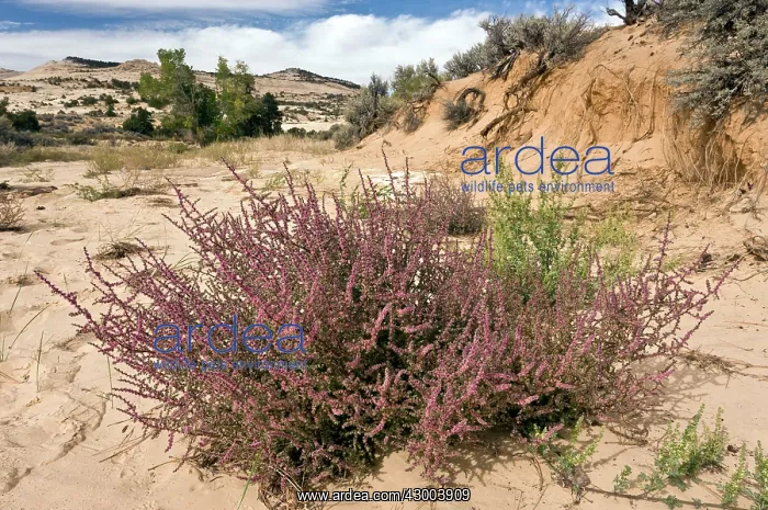 : Tumbleweed / Prickly Russian Thistle / Russian Thistle : Tumbleweed / Prickly Russian Thistle / Russian Thistle