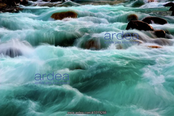: Tumbling Water, Mistaya River : Tumbling Water, Mistaya River