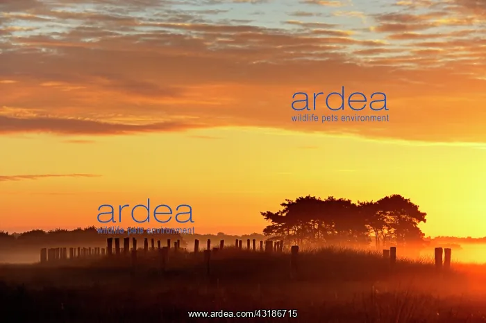 : Tumulus amidst the heather of the Regte heide at sunrise : Tumulus amidst the heather of the Regte heide at sunrise