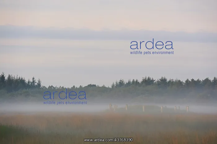 : Tumulus on the Regte heide in morning mist