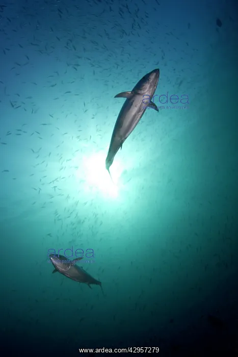  : Tuna Fish (Gymnosarda unicolor ). Maldives